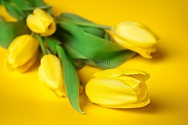 鮮花,春,郁金香