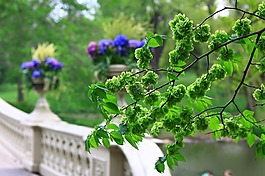 春,鮮花,顏色