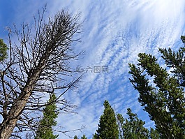 天空,樹,自然