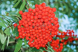 rowanberries,山灰,水果
