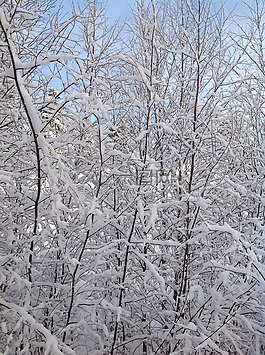 雪,分支機(jī)構(gòu),冬天