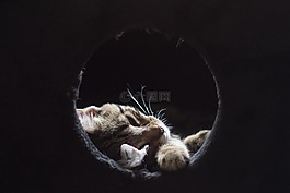 猫,加塔,睡眠