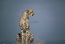 獵豹,非洲,捕食者