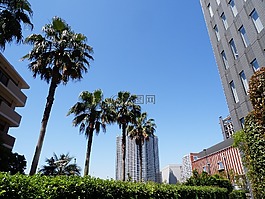 棕櫚樹,東京,夏季
