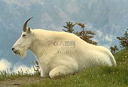 山羊,男,哺乳動(dòng)物