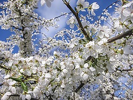 櫻花,鮮花,花