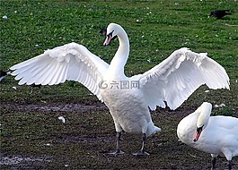 天鵝,白,鳥