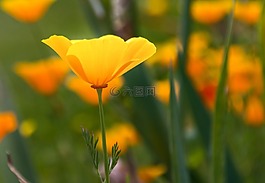 冰島罌粟,罌粟,花