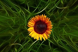 太陽(yáng)花,中心,花