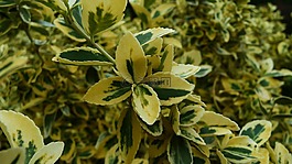 植物,綠色,黃色