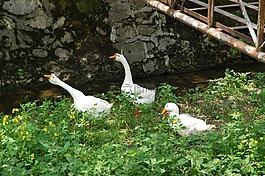 鴨,鵝,家禽