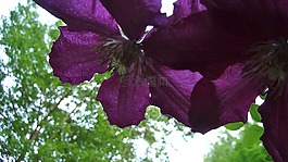 花,鐵線蓮,紫色