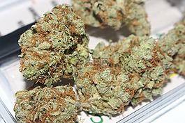 雜草,大麻,斯托納