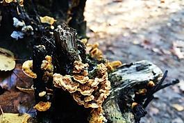 秋季,樹(shù)樁,樹(shù)木