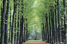 大道,秋季,景觀