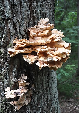 菌类,寄生虫,树