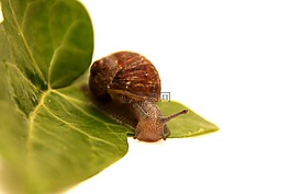 蝸牛,動物,葉