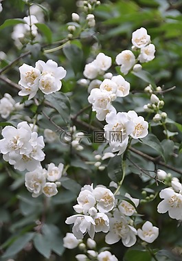 花,茉莉花,灌木
