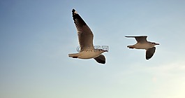 海鷗,天空,飛行