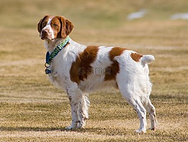 布列塔尼獵犬,狗,家養(yǎng)
