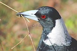 喜鵲,鳥,自然