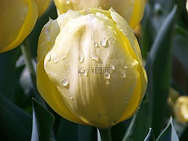 郁金香,黃色,花