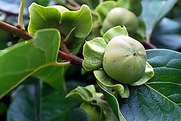 甜柿,水果,樹