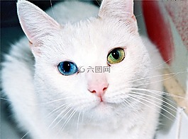 猫,眼睛,奇数