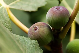 農(nóng)業(yè),枝杈,食用