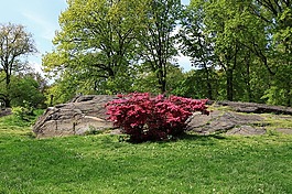 公園,樹,草