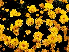 菊花,鲜花,黄色
