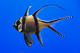 動(dòng)物,旱廁,水族館