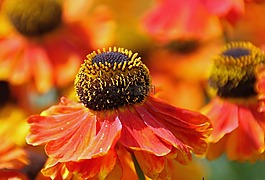 花,橙色,橙花