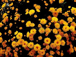 菊花,鮮花,黃色