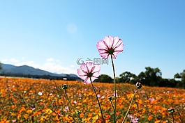 wabu,吉,花園
