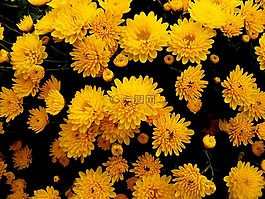 菊花,鮮花,黃色