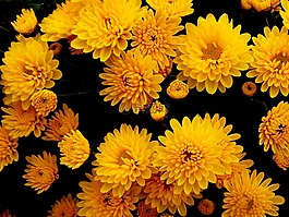 菊花,鮮花,黃色