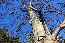樹,秋季,天空