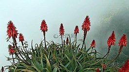 花,aloevera,红色