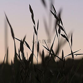 草,植物,自然