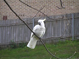 鸚鵡,鳥,枝杈