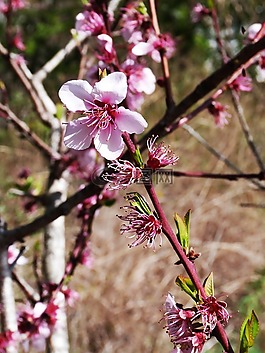 花,櫻桃,羅莎