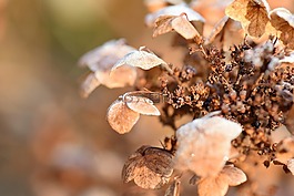 性質(zhì),廠,干