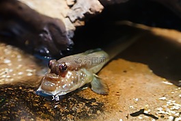 动物,水,生物