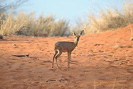 dikdik,羚羊,哺乳動(dòng)物