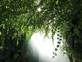 樹,油漆,楊柳