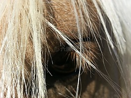 馬,騎馬,動物