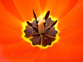 花,橙色,花瓣