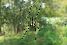蜘蛛,web,設計