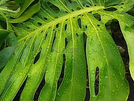 熱帶葉,葉,雨林